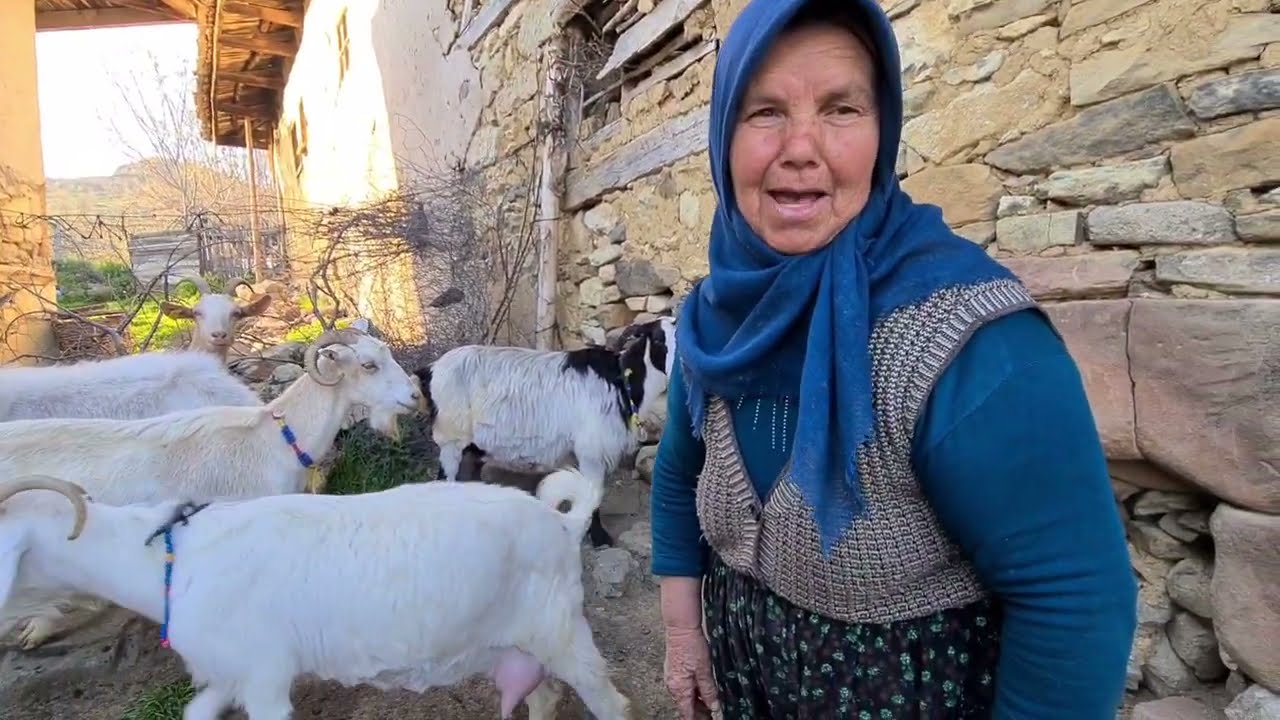 KEÇİ YOGURDU MAYALAMA KEÇİ SAĞMA DÖNDÜ ABLAMIN SÜT KEÇİLERİ SATILIYOR
