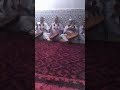عهد التجاني محال ننقضو الديوان مدح تجاني