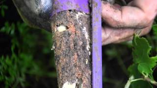 Active Termites Tunneling into Recruit® HD Bait