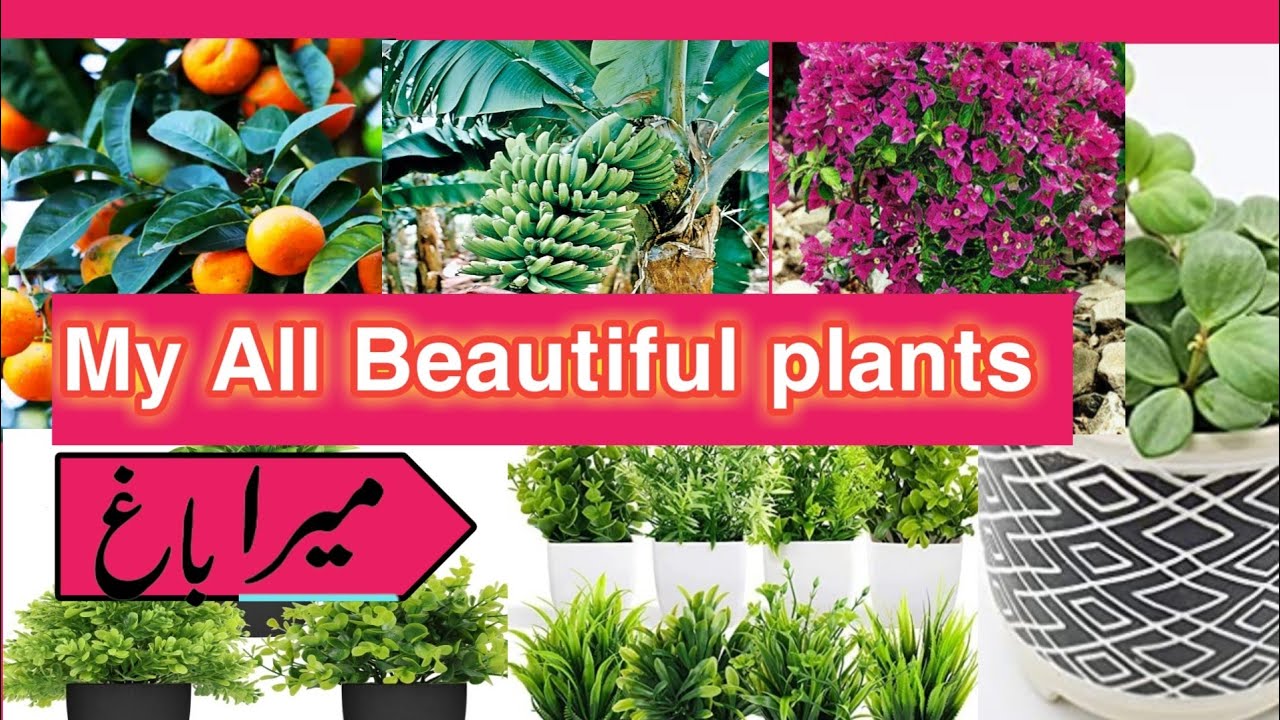 Today my garden view with Lovely flower blooms, /Beautiful flowers