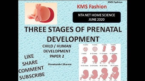 Prenatal development stages by Shwetambri Sharma