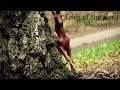 Tales of the Herd (Breyer Horse Series) S1 E1 "A Rising Threat"