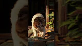 Download Lagu pura pura gak tau, #cat #funny #cute #animals #snake #kitten #ai #ular #ularcobra #ularkasur MP3