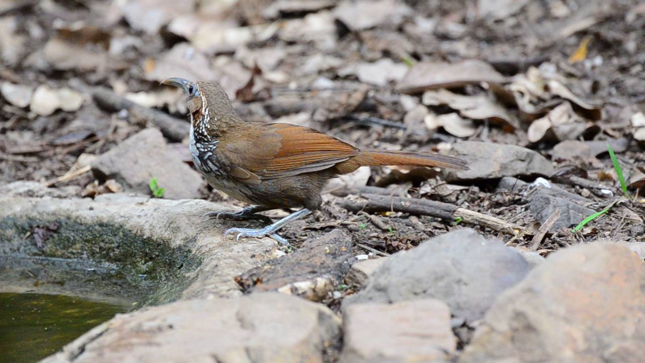 large scimitar babbler (Pomatorhinus hypoleucos)