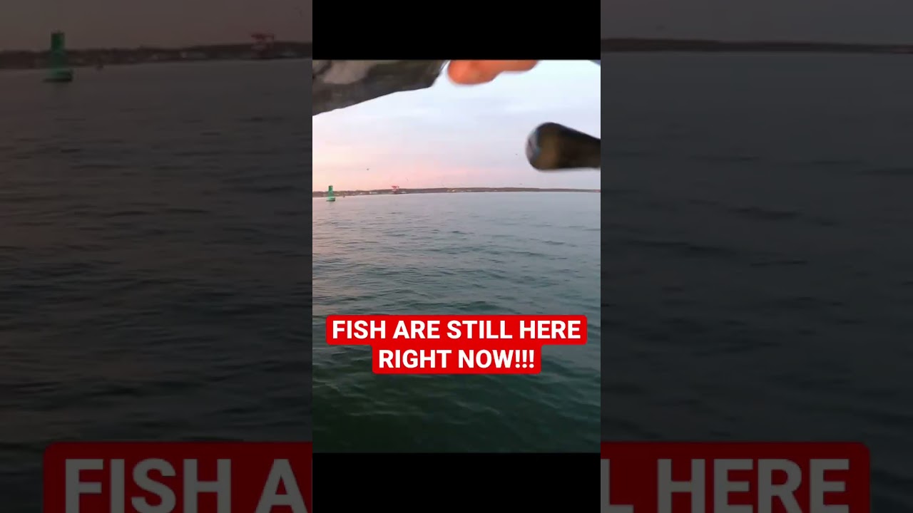 FISH ARE STILL HERE!!! Mid-Late December Striper Fishing is HOT!  Get out there if you can!