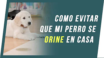 ¿Cuánto tiempo se tarda en enseñar a un cachorro a hacer pipí fuera?