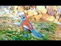 Bird Aviary | Finches bathing in the aviary waterfall