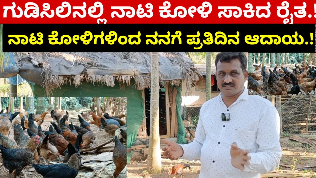 ಗುಡಿಸಿಲಿನಲ್ಲಿ ನಾಟಿ ಕೋಳಿ ಸಾಕಿದ ರೈತ.!ನಾಟಿ ಕೋಳಿಗಳಿಂದ ನನಗೆ ಪ್ರತಿದಿನ ಆದಾಯ.!ನಾಟಿ ಕೋಳಿಗಳಿಂದ ಕುಟುಂಬ ನಿರ್ವಹಣೆ