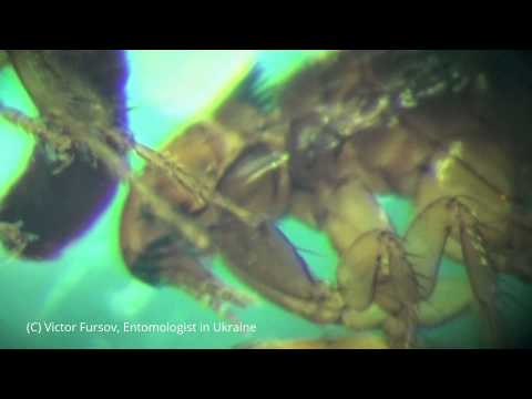 Video: Všetko O Mačacej Blche Ctenocephalides Felis