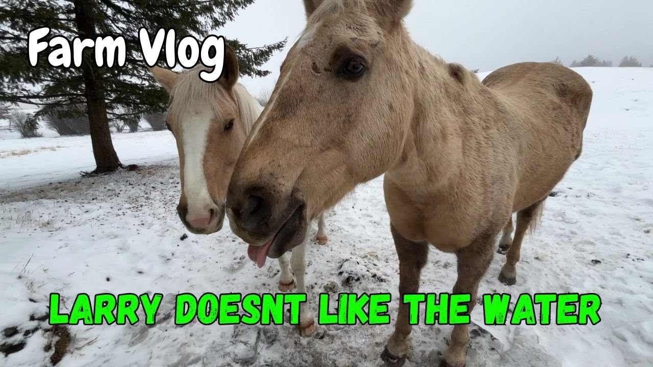 Horse Tries to Camel It