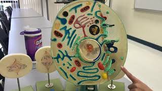 Anatomy & General Physiology of the Cell Model