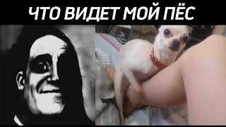 ЧТО ВИЖУ Я vs ЧТО ВИДЯТ ДОМАШНИЕ ПИТОМЦЫ