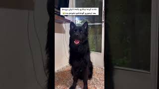 He cut off his own ear #dog #dogs #lovestory #doglife #cat #cats #puppy #animals #doggy