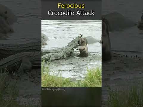 Ferocious Crocodile Attack