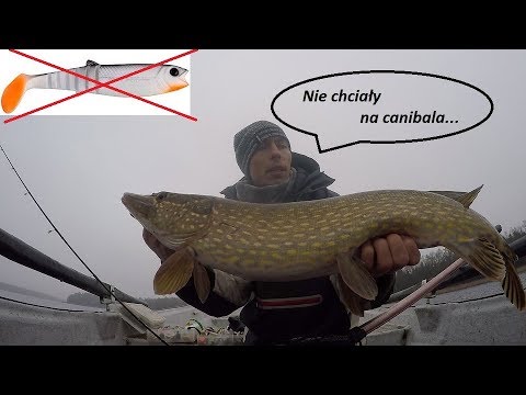 3 piękne szczupaki