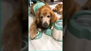Genius Den Retriever Dog Learns How To Use Treat Dispenser