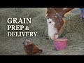 Grain Prep & Delivery 🐴 Real Barn Life Feeding Time