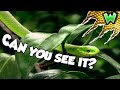 The Rough Green Snake - A Master of Camouflage | Can I Catch It?