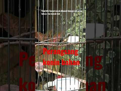 SUARA CALL KONIN UNTUK PIKAT AMPUH 100%.|| BAGUS JUGA UNTUK PANCINGAN KONIN YANG MALAS BUNYI