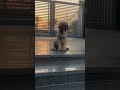 Extraordinary 🔥🔥English mastiff #viral #pets #shortsfeed #mastiff #trend