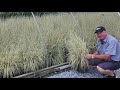 Little bluestem schizachyrium shining star  detailed version learn all about this amazing grass