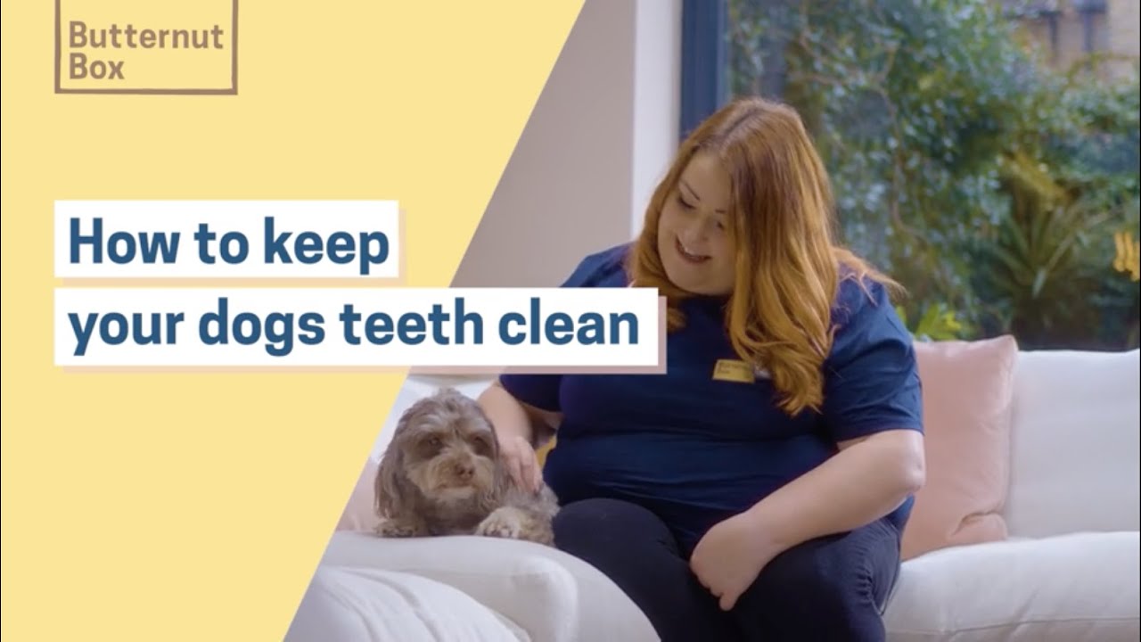How to keep your dogs teeth healthy Vet Nurse explains YouTube