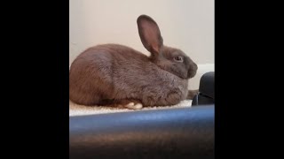 Rabbit Farts So Loud He Scares Himself