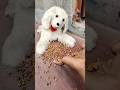 뭉치스타 #reversevideo😻🍿 #marblerunandmore #cat #catvideos #reverse🥺🍿😻🤪j7410
