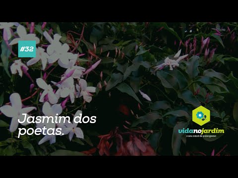 Vídeo: O jasmim sobreviverá ao inverno?