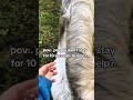 Hope starts with you.Fundraising link in bio #Donkey #equestrian #trendingshorts #fyp #viral