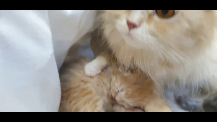 Video 4748221: persian cat baby kitten, persian cat kitten cute, born baby kitten