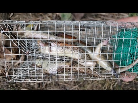 Video Cách bẫy rắn mối của vũ heo / nhiều con chỉ cần 1 cái... - youtube