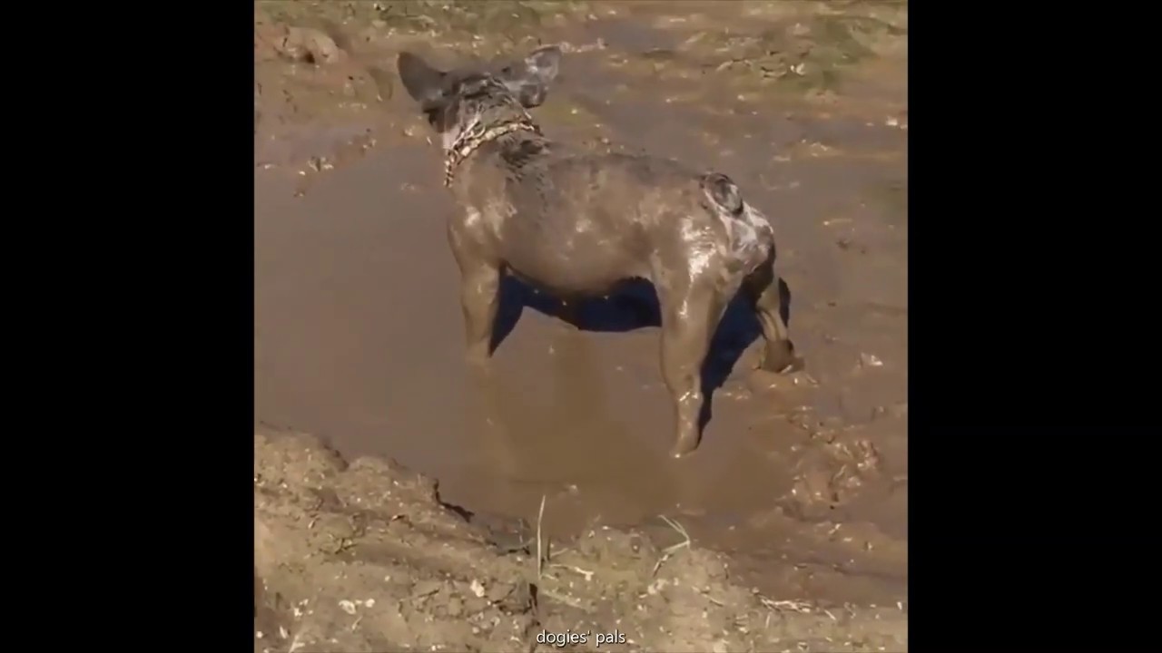 Muddy dogs videoMuddy dogs compilation YouTube