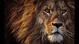 Aslan Sesleri | Aslan Kükremesi, Aslan Gürlemesi, Aslan Uğultu Sesi, Aslan Hırıltısı Sesleri