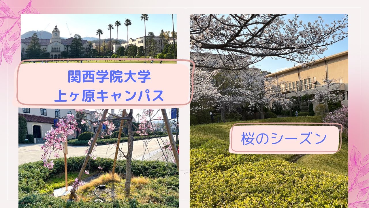関西学院大学 上ヶ原キャンパス　桜のシーズン