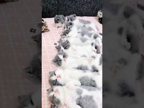 وقتی شب اول اردوی مدرسه میگوزی کسی حال نداره در بره