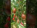 Pomegranate #fruitrees #shorts #fruit #garden #agriculture