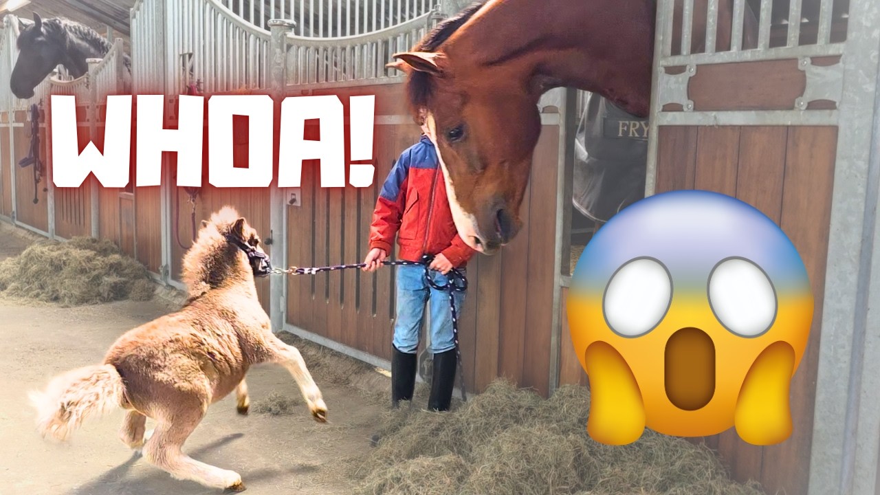 Rising Star⭐ Meets Harry😱 He Made THIS Hilarious Sound!😂 | How Is Reintje’s Leg? | Friesian Horses