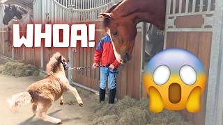 Rising Star⭐ Meets Harry😱 He Made THIS Hilarious Sound!😂 | How Is Reintje’s Leg | Friesian Horses