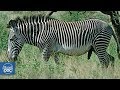 Zebras and Giraffes. Samburu National Reserve