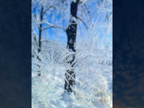 Video: Kas Yra Ledo Gėlės