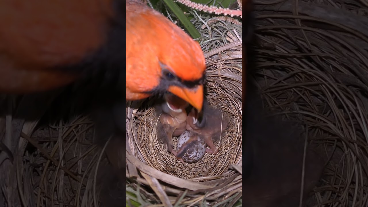 Female Northern Cardinal Feeding Her Check's 