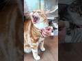 息子猫のみぃちゃんがグレちゃったでごわす😭😭😭 #猫
