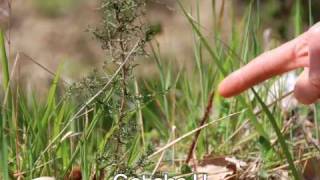Wild Asparagus - how to find them