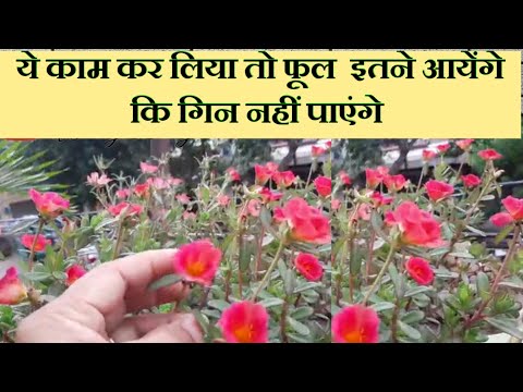 सिर्फ एक बात का ध्यान रखिए Portulaca/Moss Rose/Purslane में फूलों की  समस्या कभी नहीं रहेगी