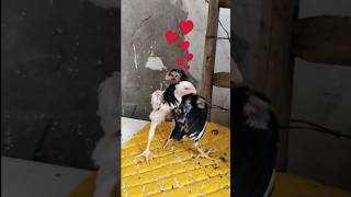 Lari Rooster War,جنگ جوجه لاریrooster viral shorts love