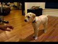 16 week labrador retriever puppy dog training and tricks