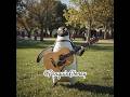 When a Penguin Becomes a Rockstar in the Park 🎶🐧✨#penguin #shorts #viral #cute