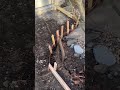 @GRUBB-MUDD shout out to the concrete king! Look at my guy!!! Need your edit help 🤣#diy#mud