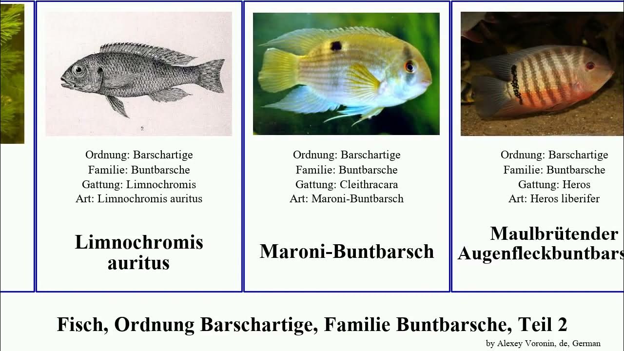 oreochromis esculentus